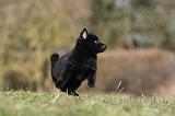 SCHIPPERKE 793